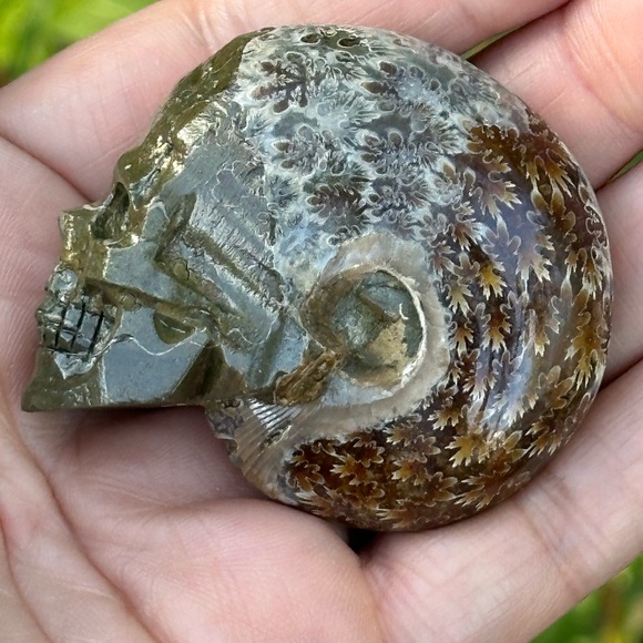 Hold for @luckypeanut13 Ammonite Skull - Picture 7 of 8